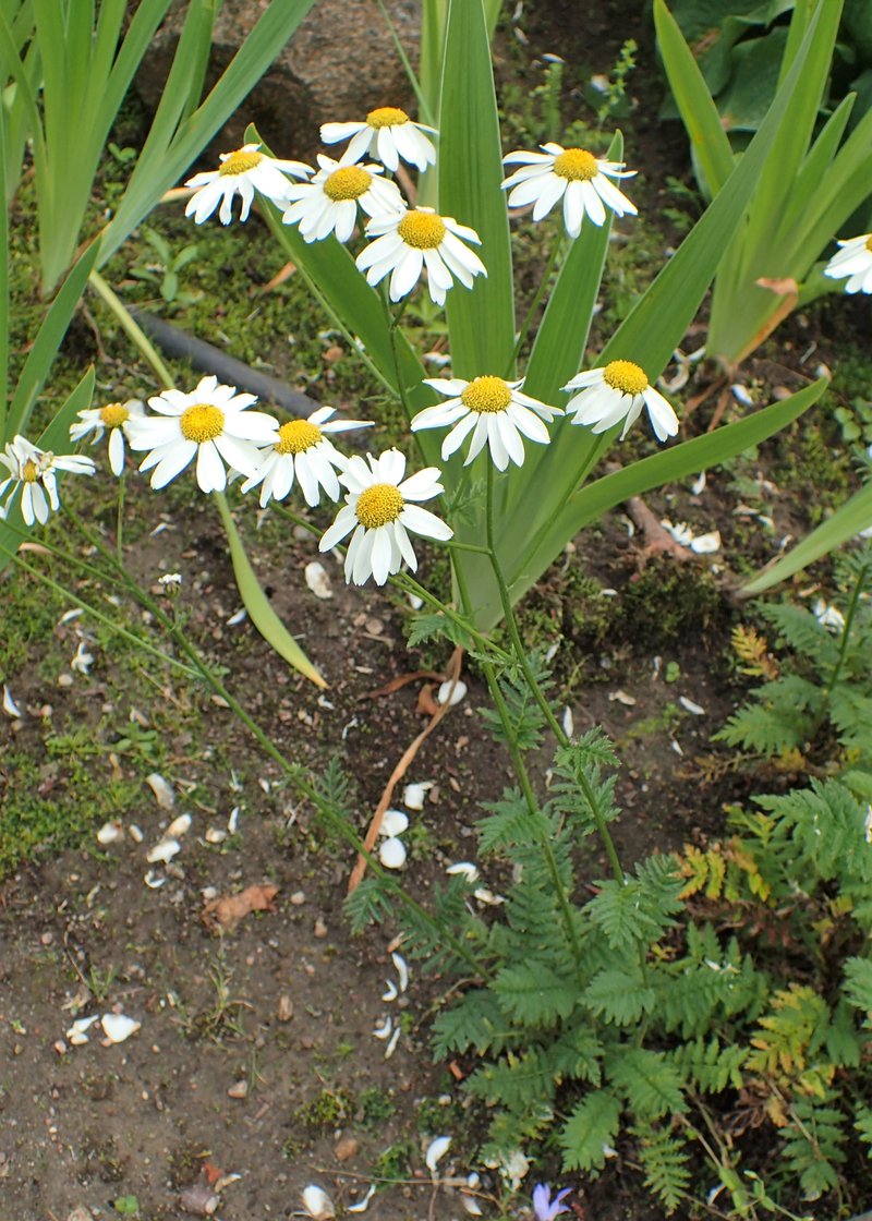 Corymbflower Tansy photo 6