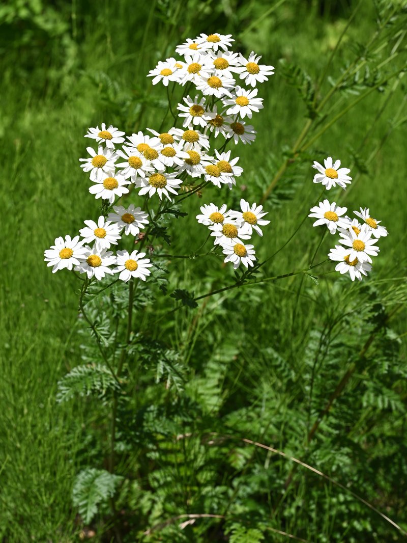 Corymbflower Tansy photo 7
