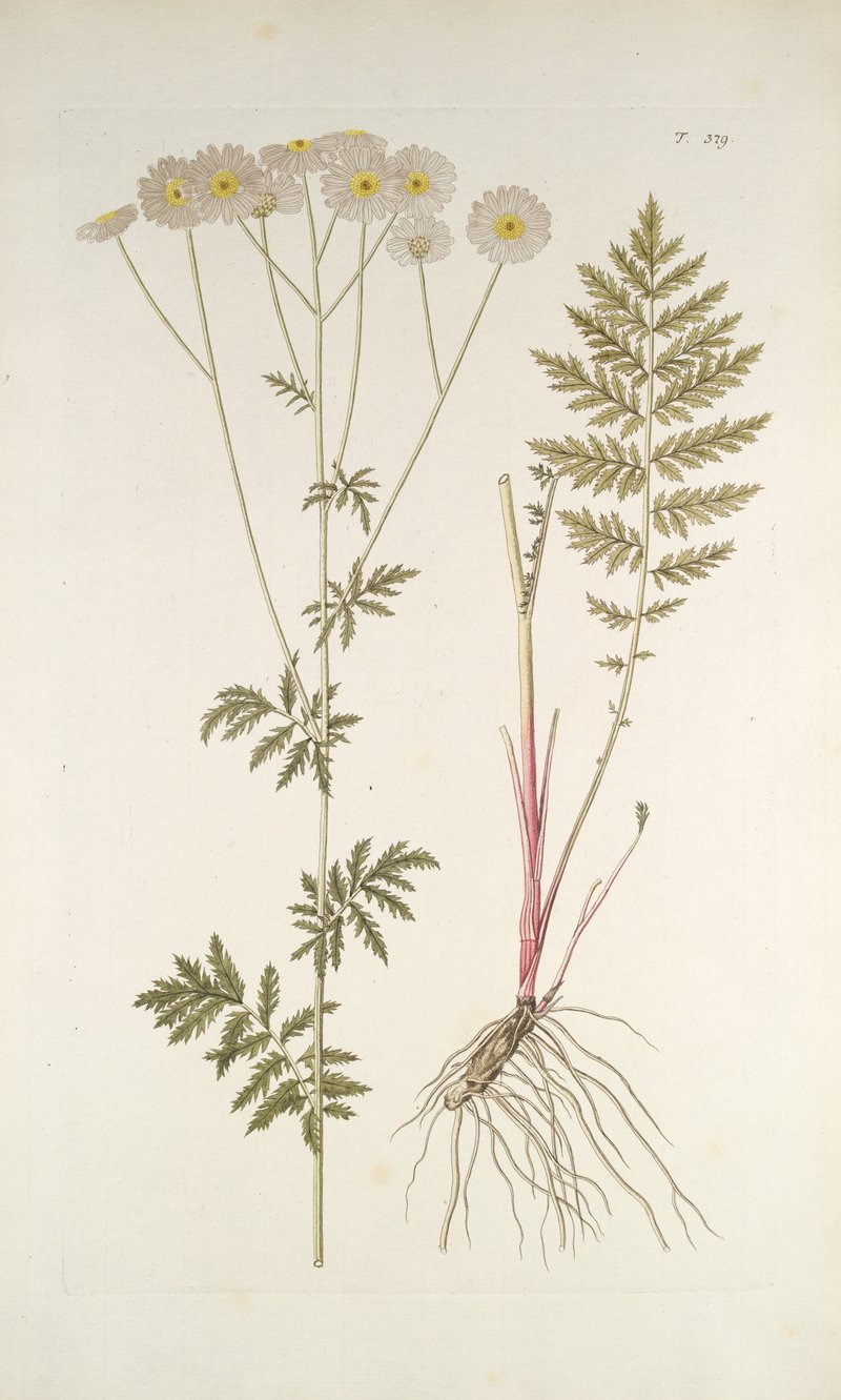 Corymbflower Tansy photo 8