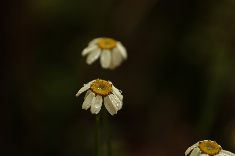 Tanacetum corymbosum subsp. corymbosum