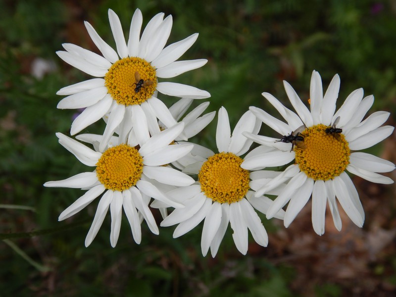 Tanacetum corymbosum subsp. corymbosum photo 2