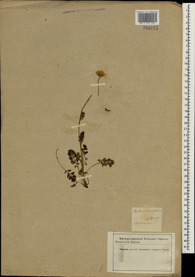 Tanacetum corymbosum subsp. daucifolium