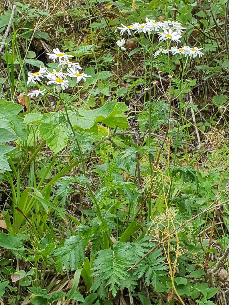 Tanacetum corymbosum subsp. subcorymbosum photo 2