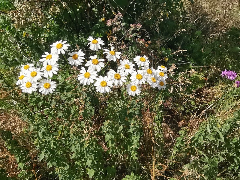 Tanacetum corymbosum subsp. subcorymbosum photo 3