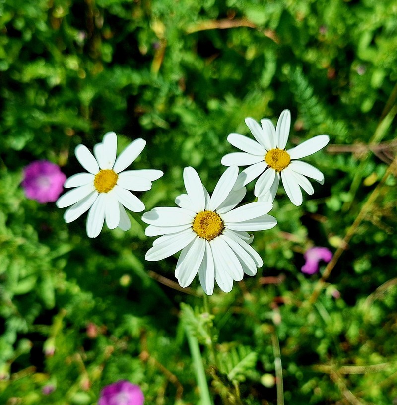 Tanacetum corymbosum subsp. subcorymbosum photo 4