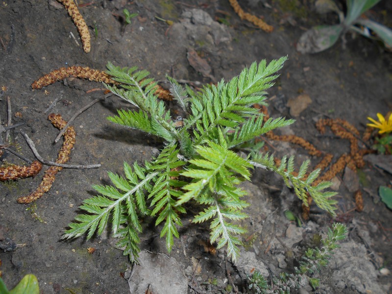 Tanacetum corymbosum subsp. subcorymbosum