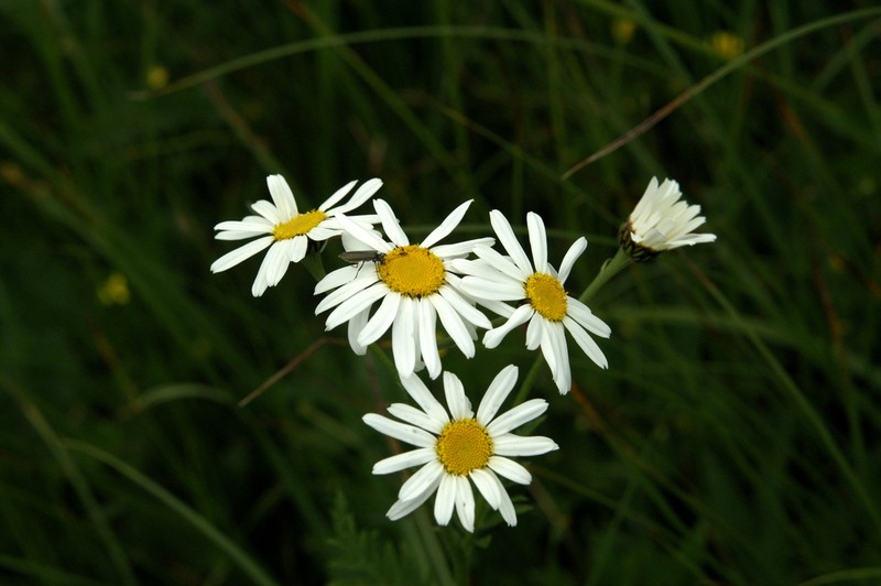 Tanacetum corymbosum subsp. subcorymbosum photo 6