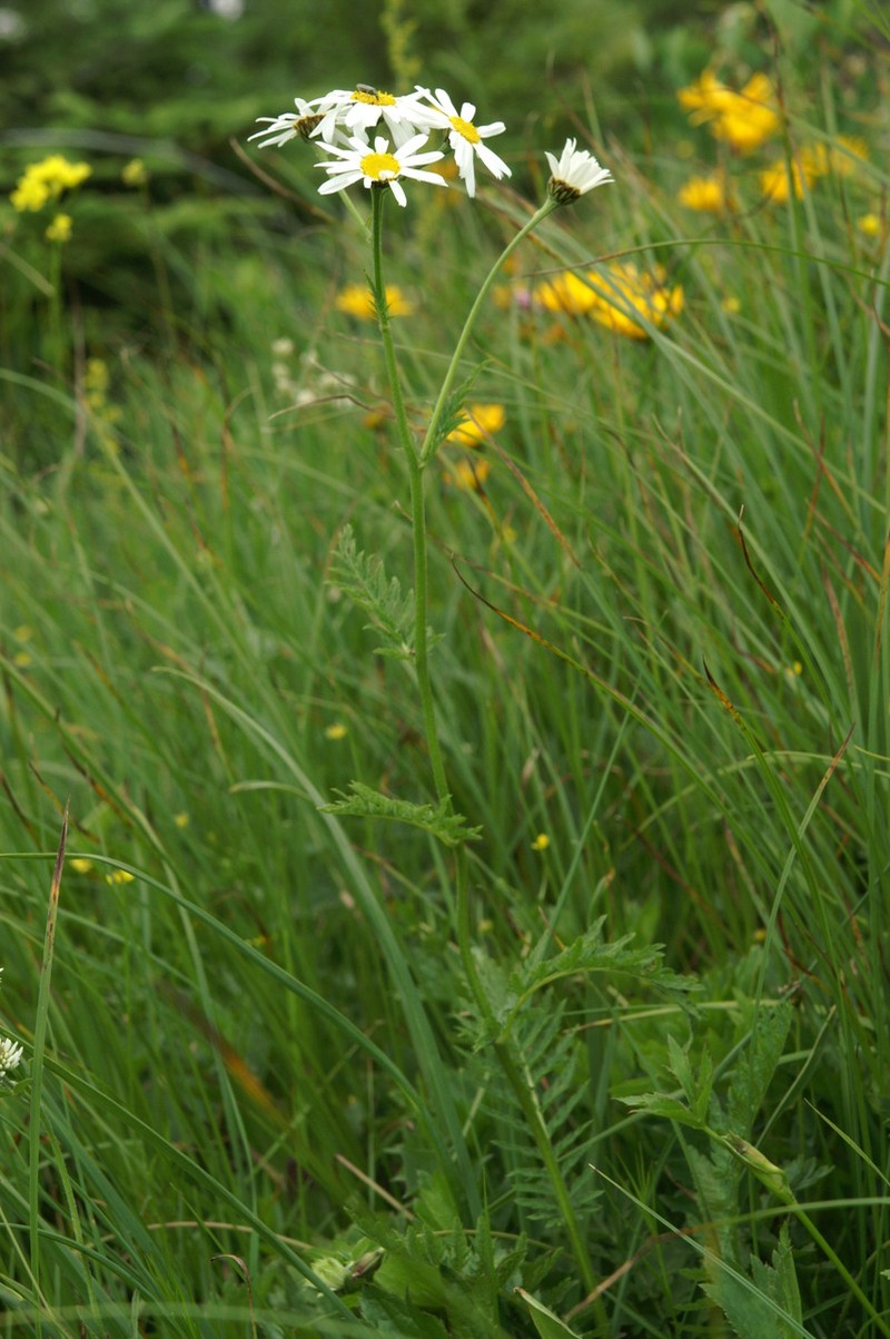 Tanacetum corymbosum subsp. subcorymbosum photo 7