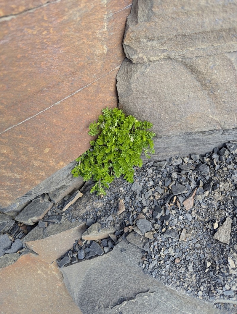 Tanacetum daghestanicum photo 2