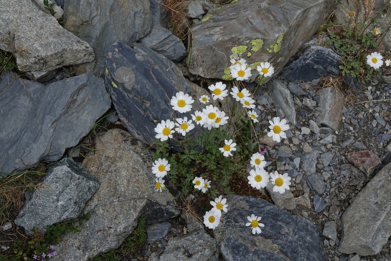 Tanacetum daghestanicum photo 3