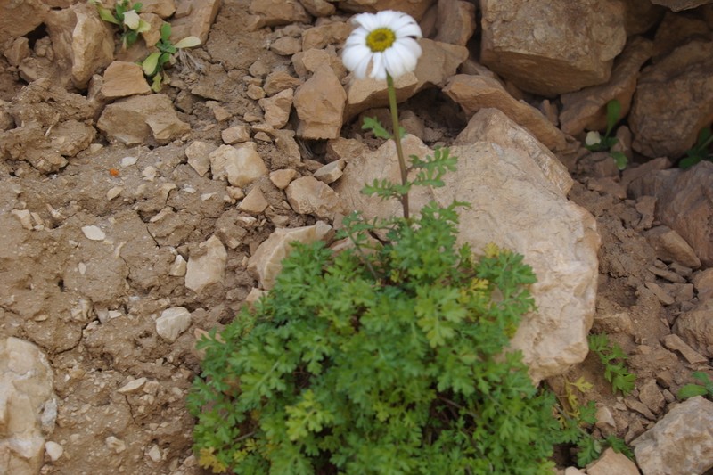 Tanacetum daghestanicum photo 4