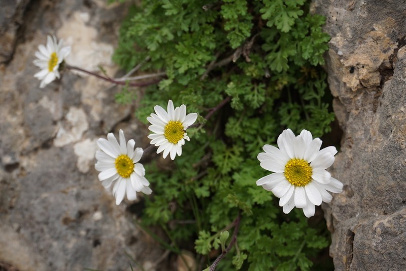 Tanacetum daghestanicum photo 5