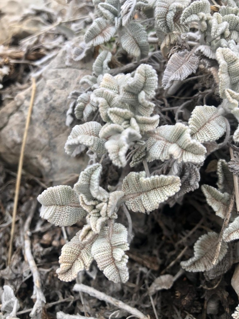 Tanacetum densum