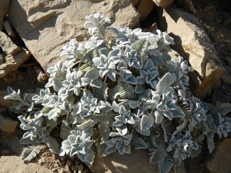 Tanacetum densum photo 2