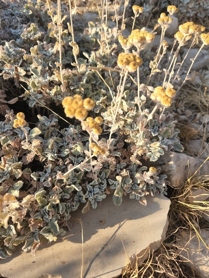 Tanacetum densum photo 3