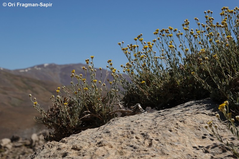 Tanacetum densum photo 4