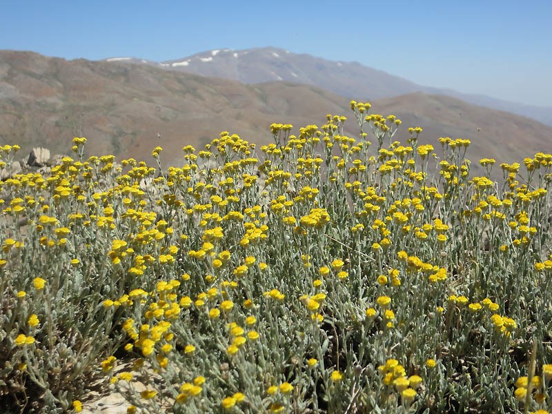 Tanacetum densum photo 5
