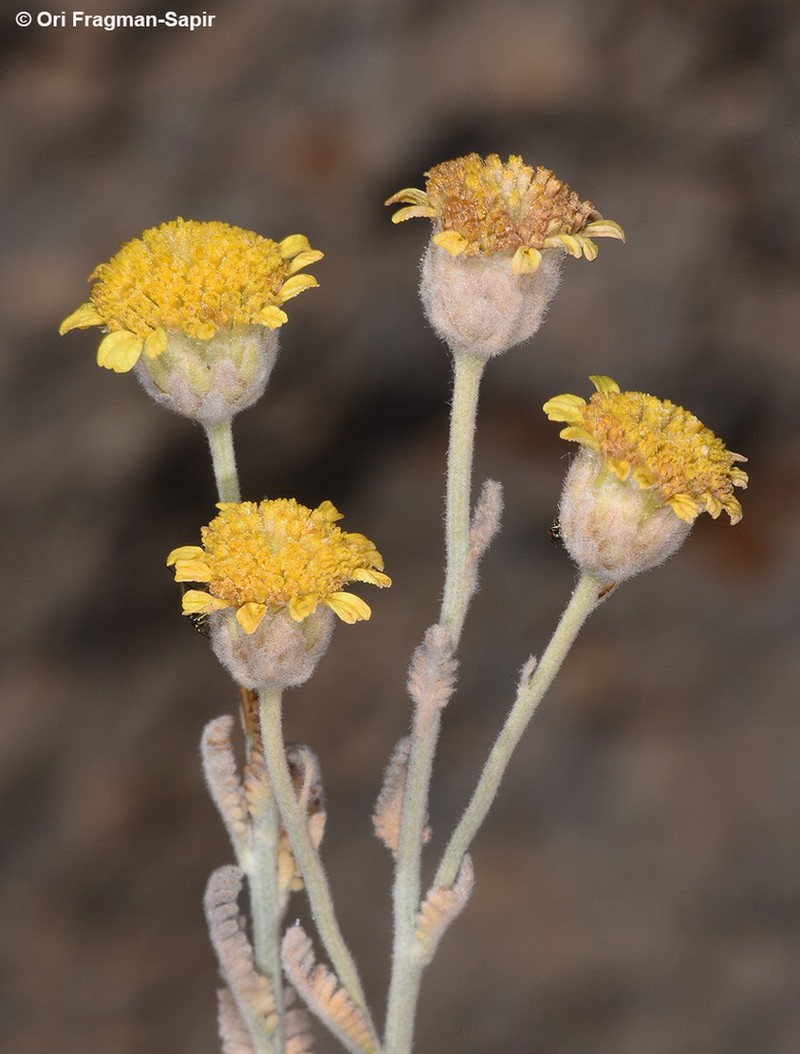 Tanacetum densum photo 6