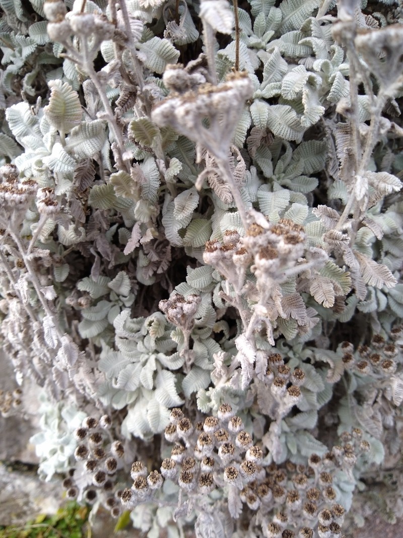 Tanacetum densum photo 7