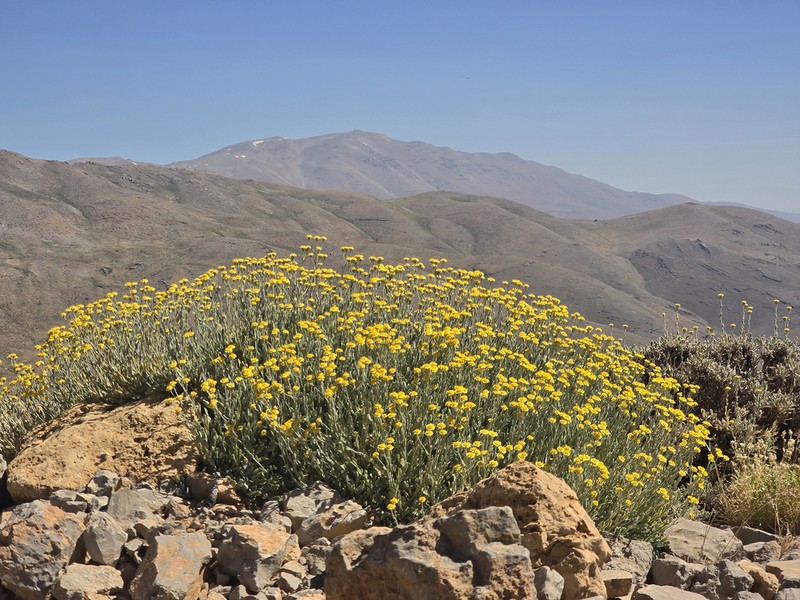 Tanacetum densum photo 8