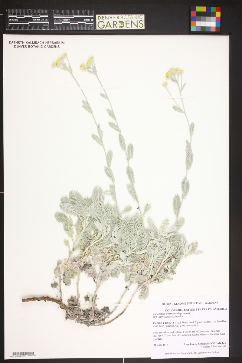 Tanacetum densum subsp. amani photo 2