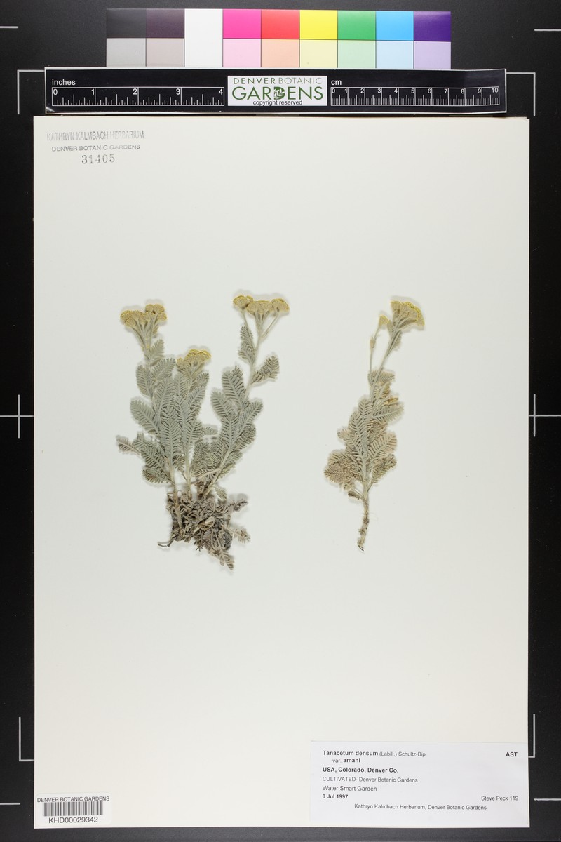 Tanacetum densum subsp. amani photo 3