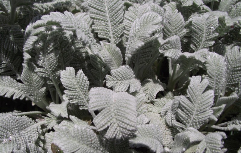 Tanacetum densum subsp. amani