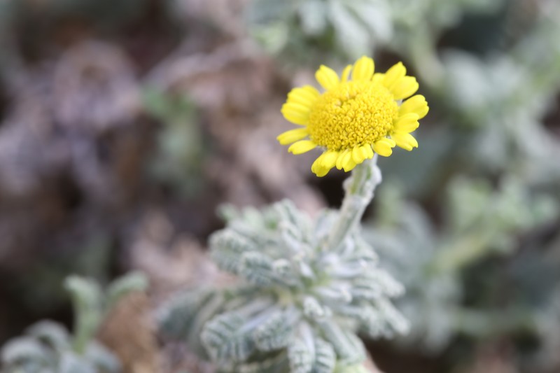 Tanacetum densum subsp. sivasicum