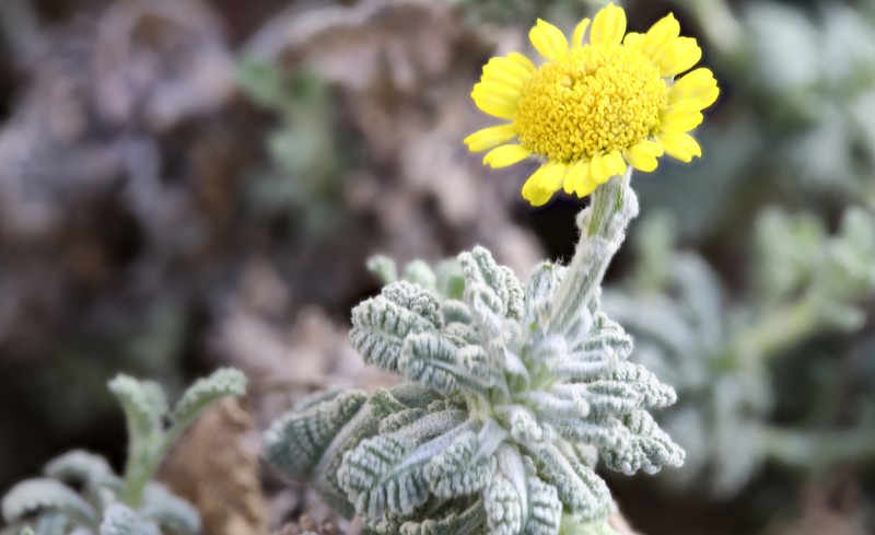 Tanacetum densum subsp. sivasicum photo 2