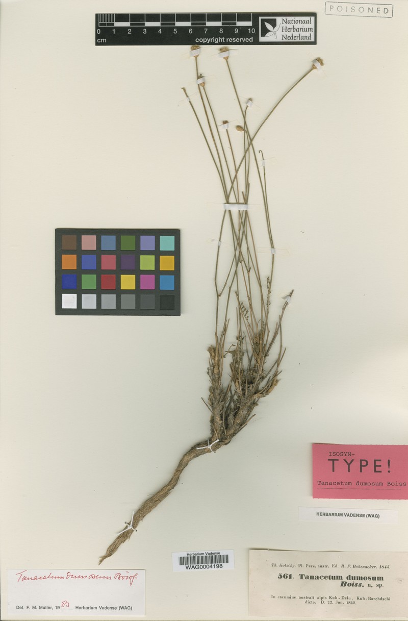 Tanacetum dumosum