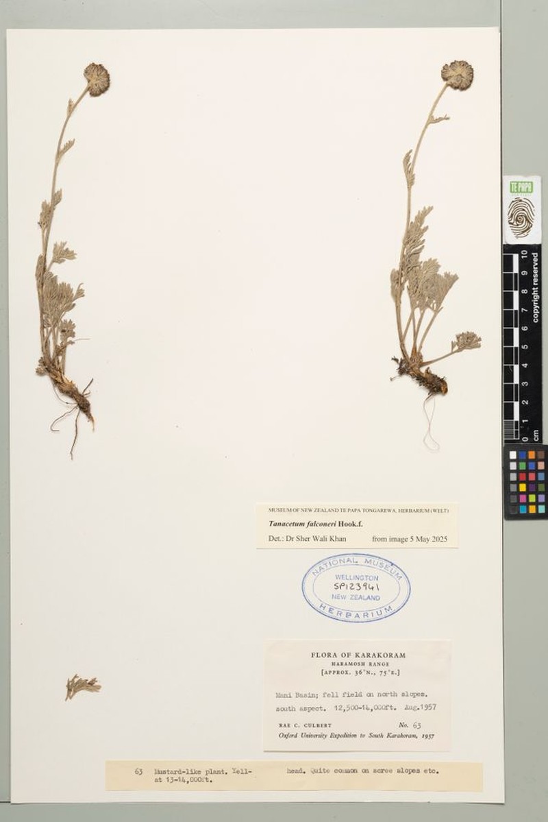 Tanacetum falconeri