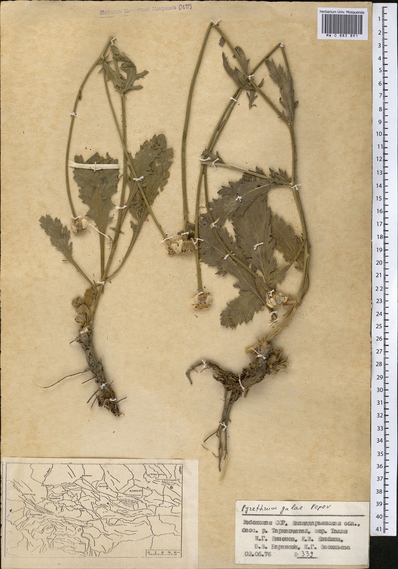 Tanacetum galae