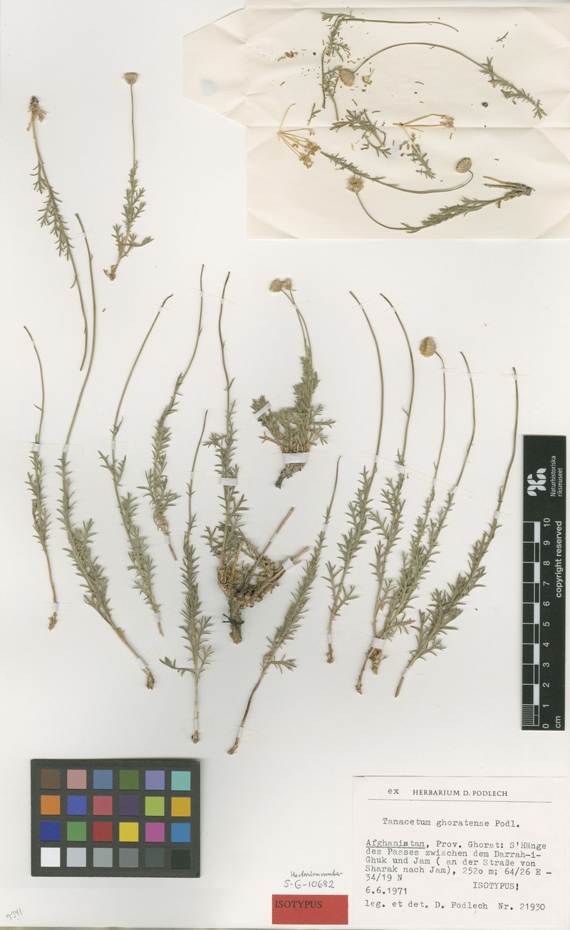 Tanacetum ghoratense