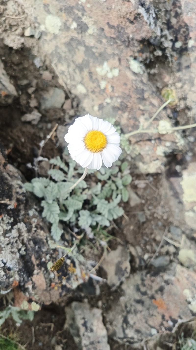 Tanacetum griffithii photo 2