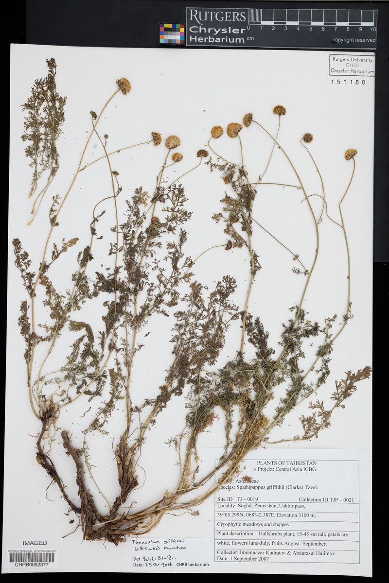 Tanacetum griffithii photo 3