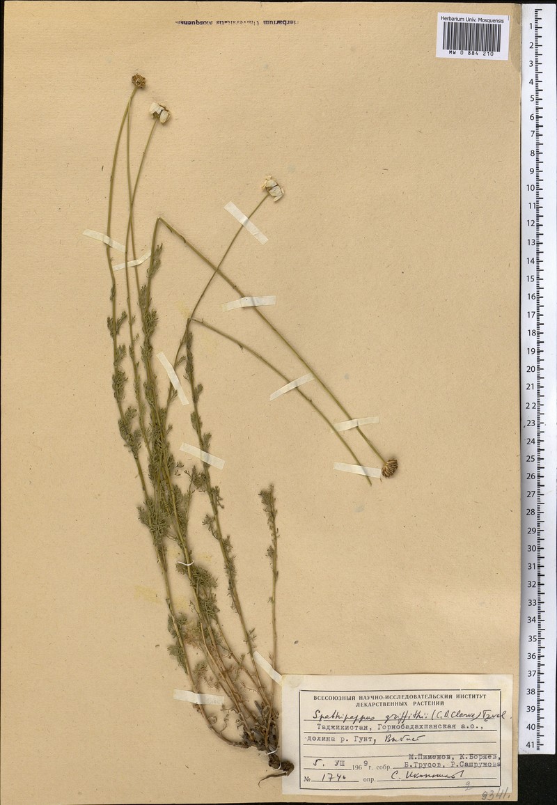 Tanacetum griffithii photo 4