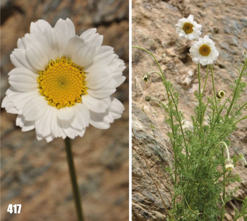 Tanacetum griffithii