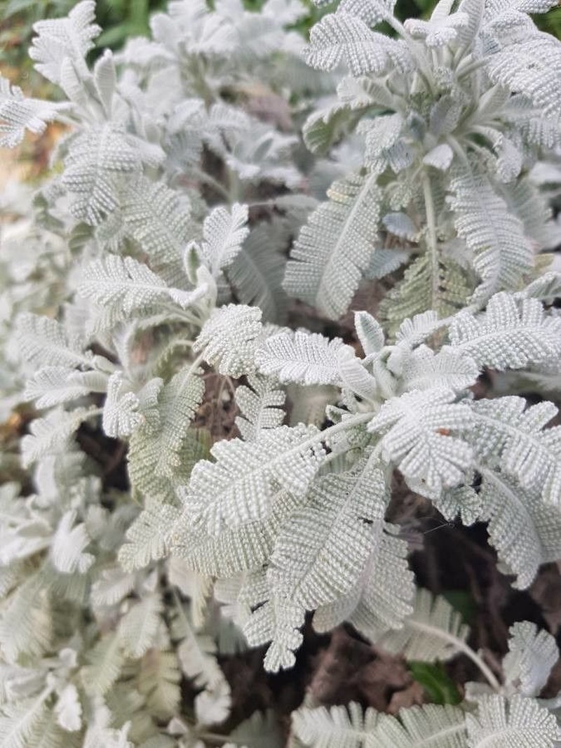 Tanacetum haradjanii photo 2