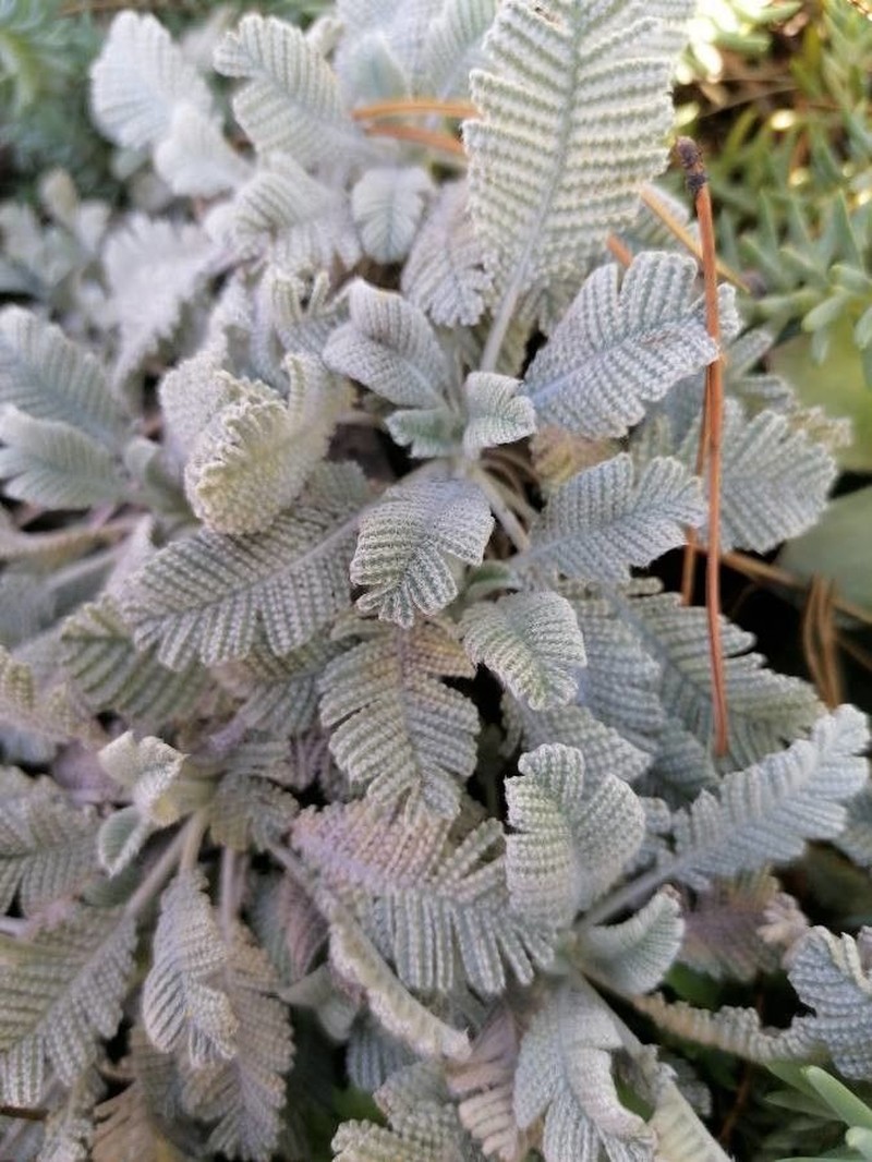 Tanacetum haradjanii photo 3