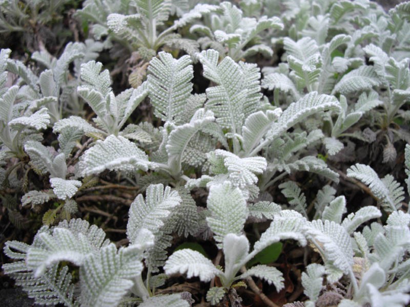 Tanacetum haradjanii photo 4