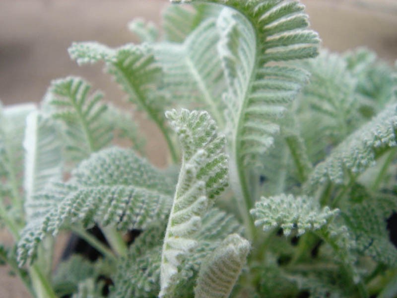 Tanacetum haradjanii photo 5