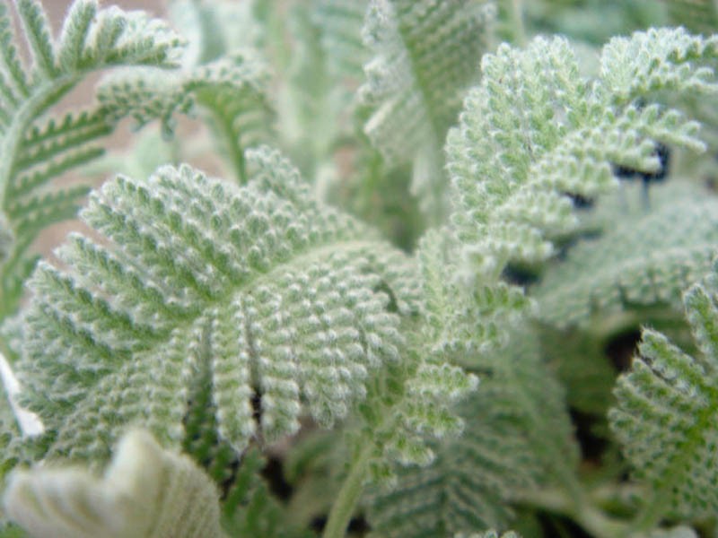 Tanacetum haradjanii photo 6