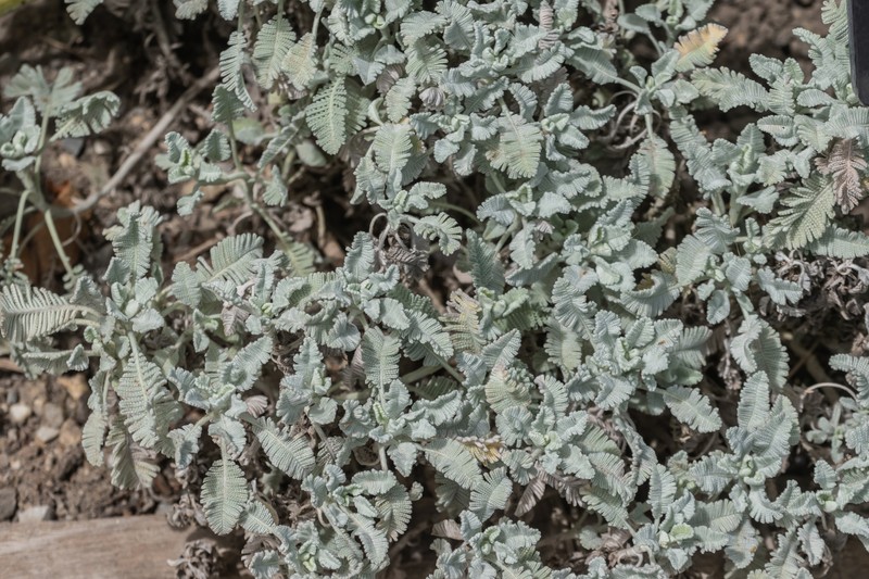 Tanacetum haradjanii photo 7