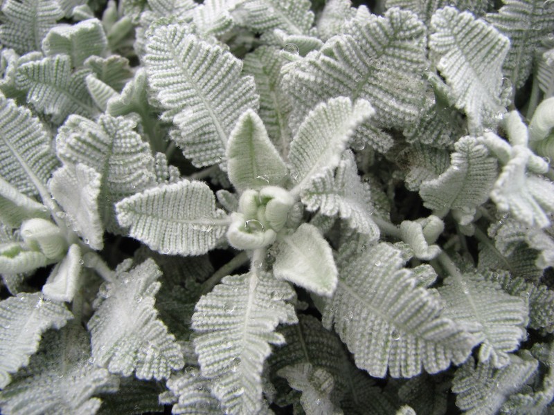 Tanacetum haradjanii photo 8