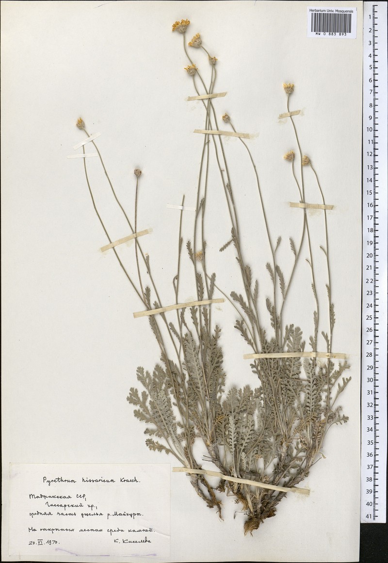 Tanacetum hissaricum