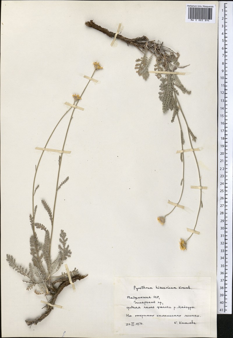 Tanacetum hissaricum photo 2