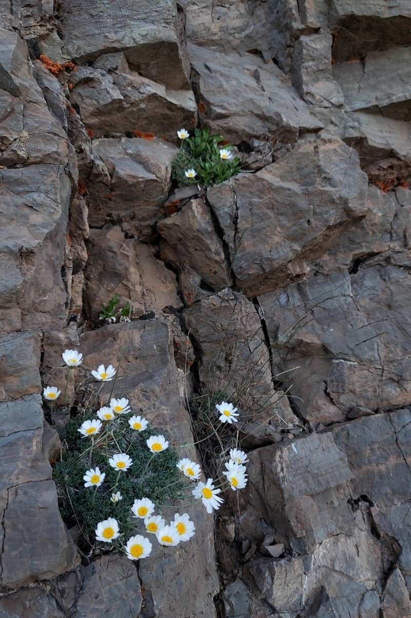 Tanacetum hololeucum