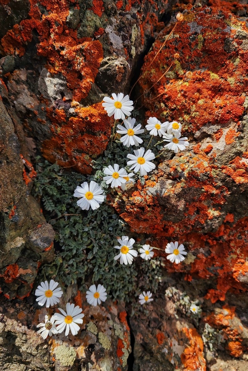 Tanacetum hololeucum photo 2
