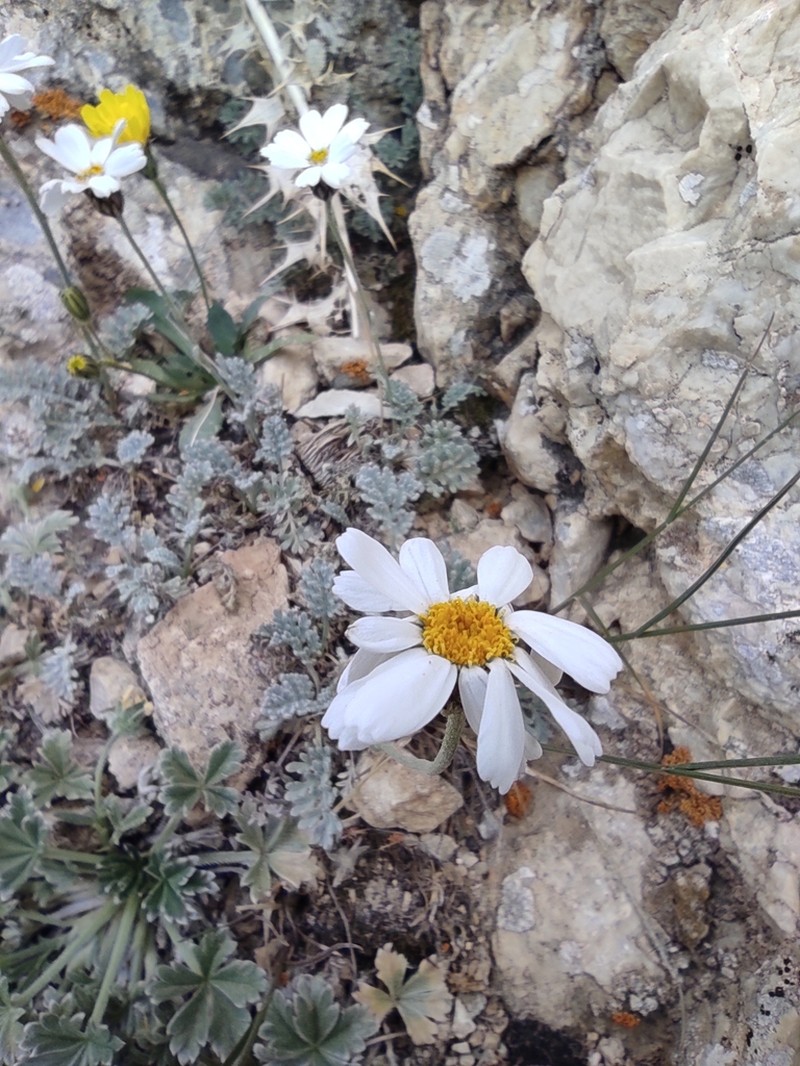 Tanacetum hololeucum photo 3