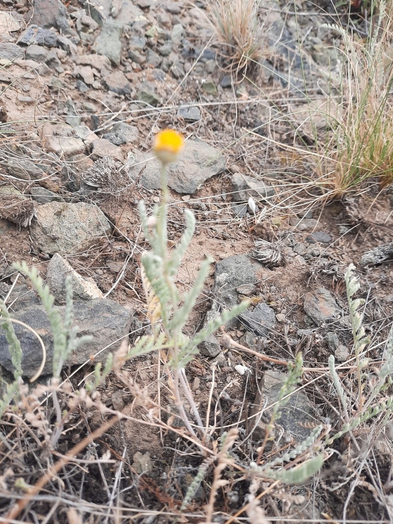 Tanacetum karelinii photo 2